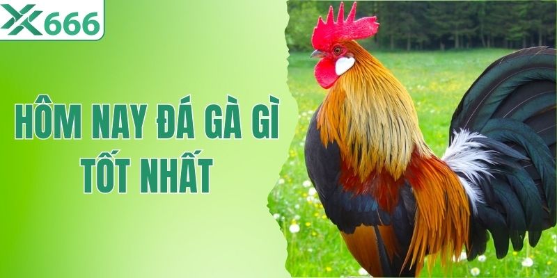 Hôm Nay Đá Gà Gì Tốt Nhất? Bí Quyết Xem Màu Mạng Cực Chuẩn 
